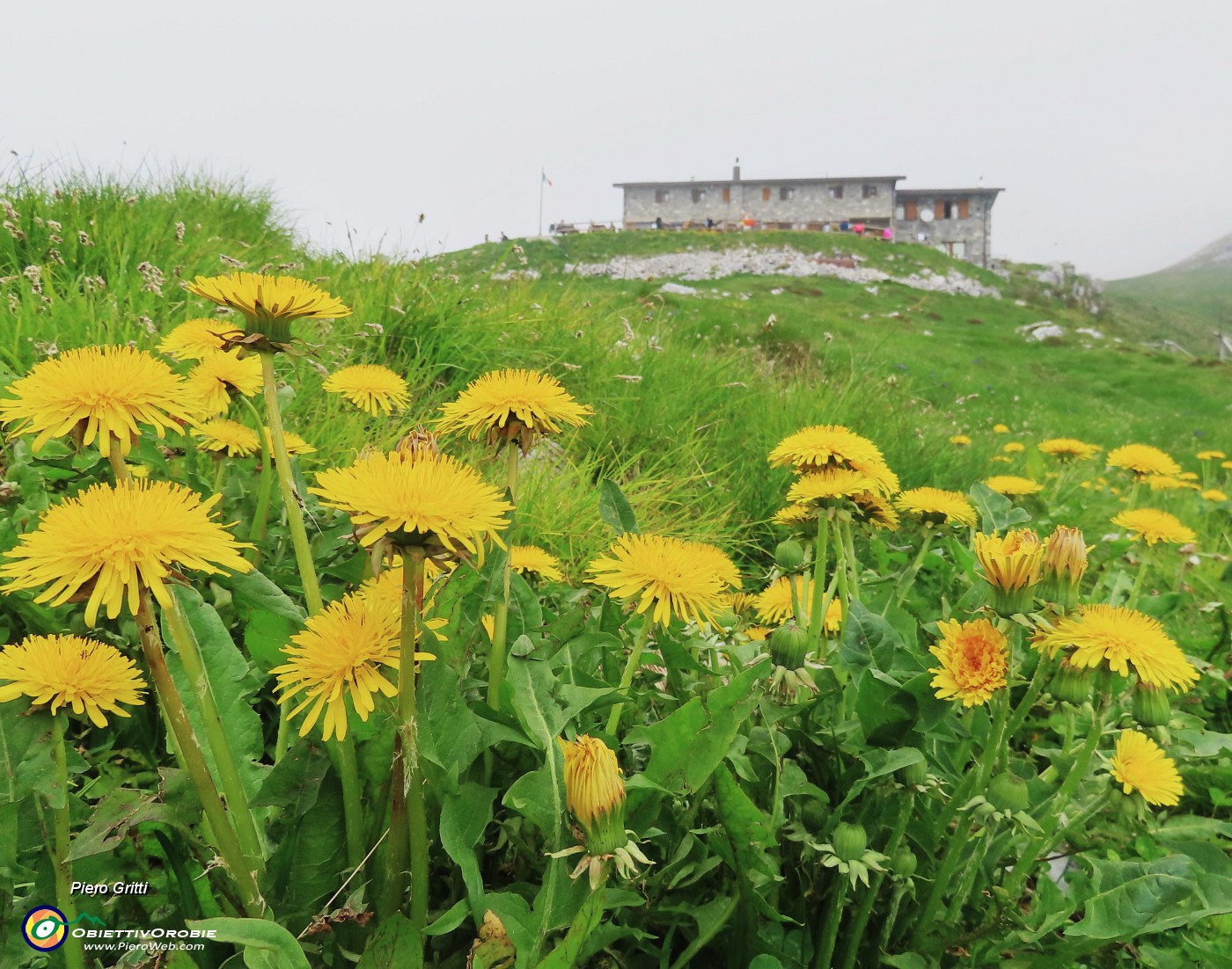 48  Taraxacum officinale (Tarassaco) con  Capanna 2000.JPG